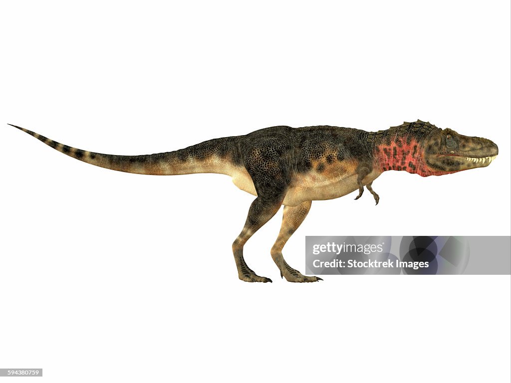 Tarbosaurus dinosaur, side view.
