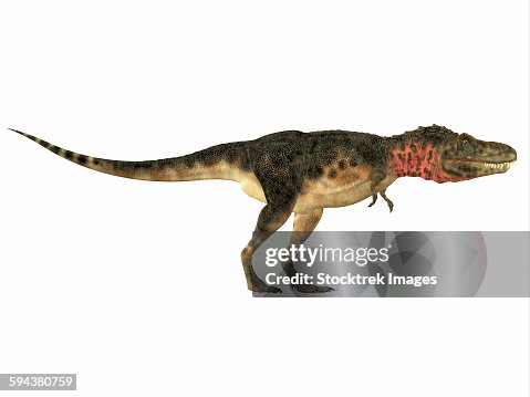 Tarbosaurus dinosaur, side view. Tarbosaurus dinosaur, side view.
