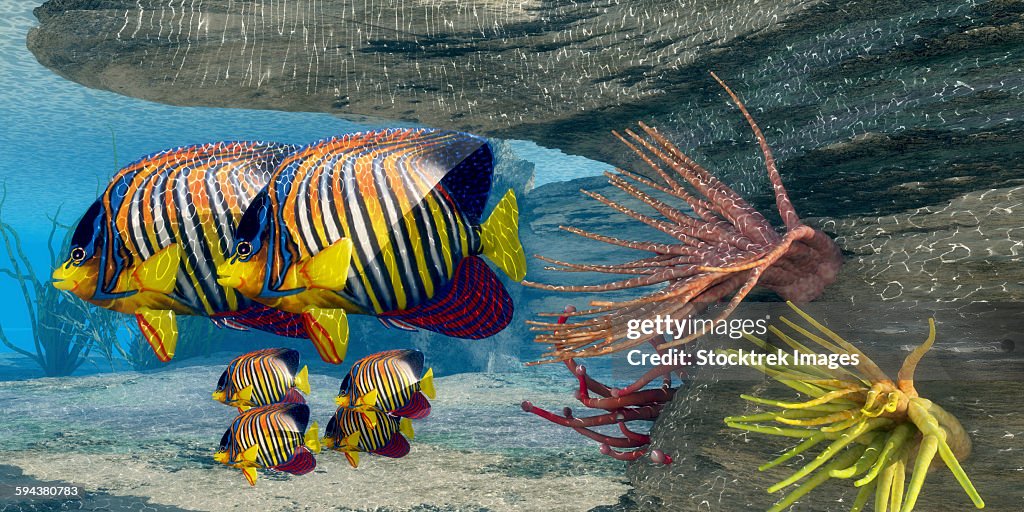 Adult royal angelfish parents guarding their young.