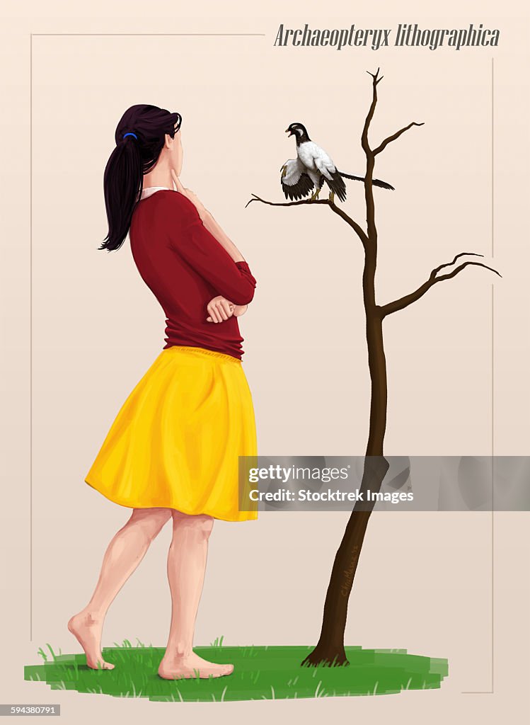 The size of an Archaeopteryx perched on a tree branch compared to a young adult.