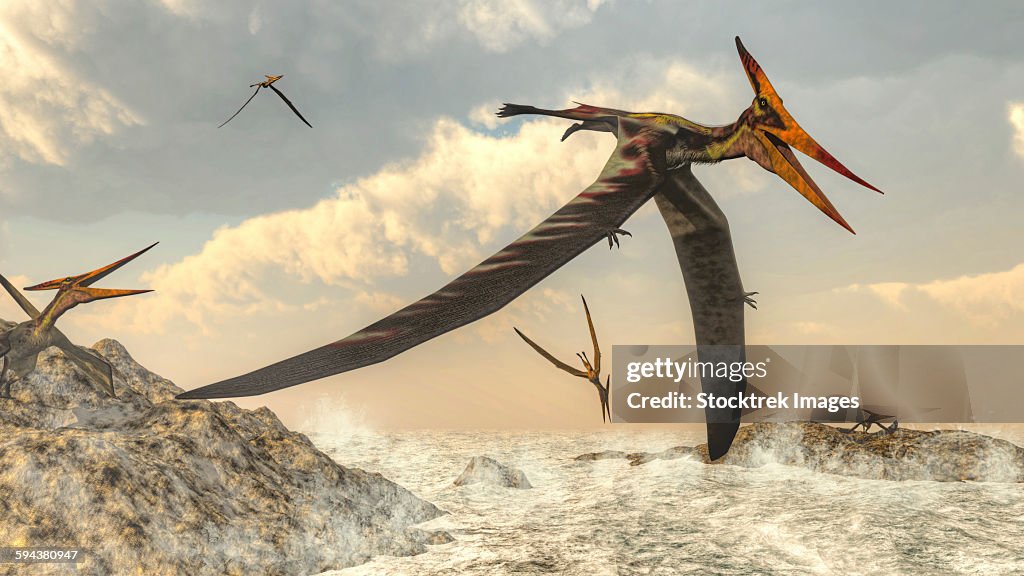 Pteranodon bird flying above ocean.