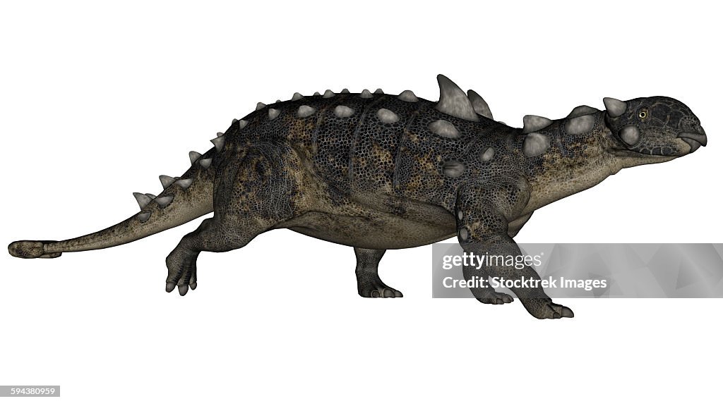 Euoplocephalus dinosaur, white background.