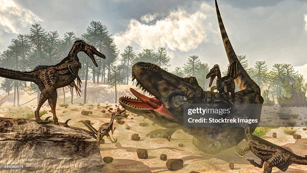 Tarbosaurus attacked by a group of Velociraptor dinosaurs.