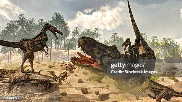 ilustraciones, imágenes clip art, dibujos animados e iconos de stock de tarbosaurus attacked by a group of velociraptor dinosaurs. - velociraptor