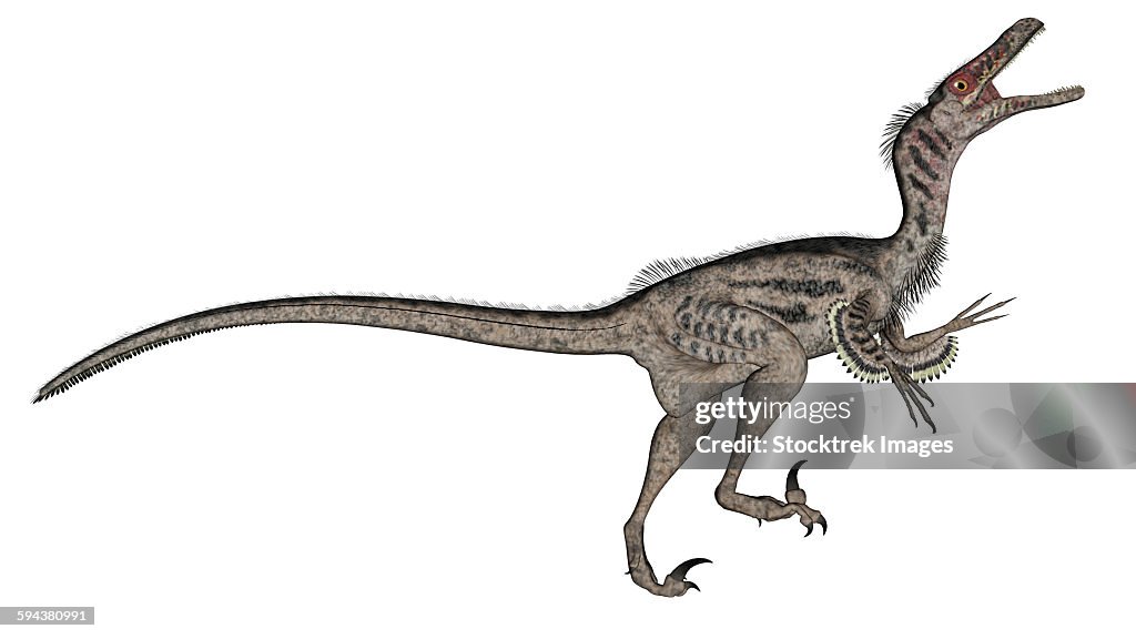 Velociraptor dinosaur roaring, white background.
