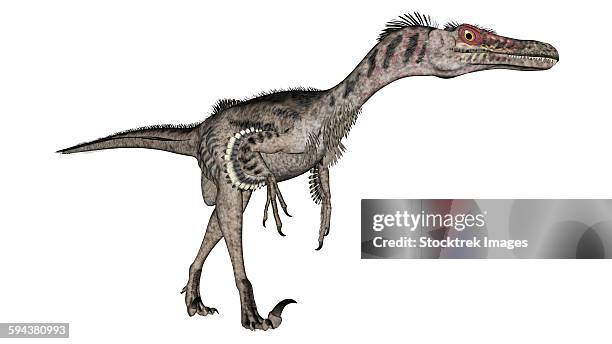 velociraptor dinosaur, white background. - velociraptor stock illustrations