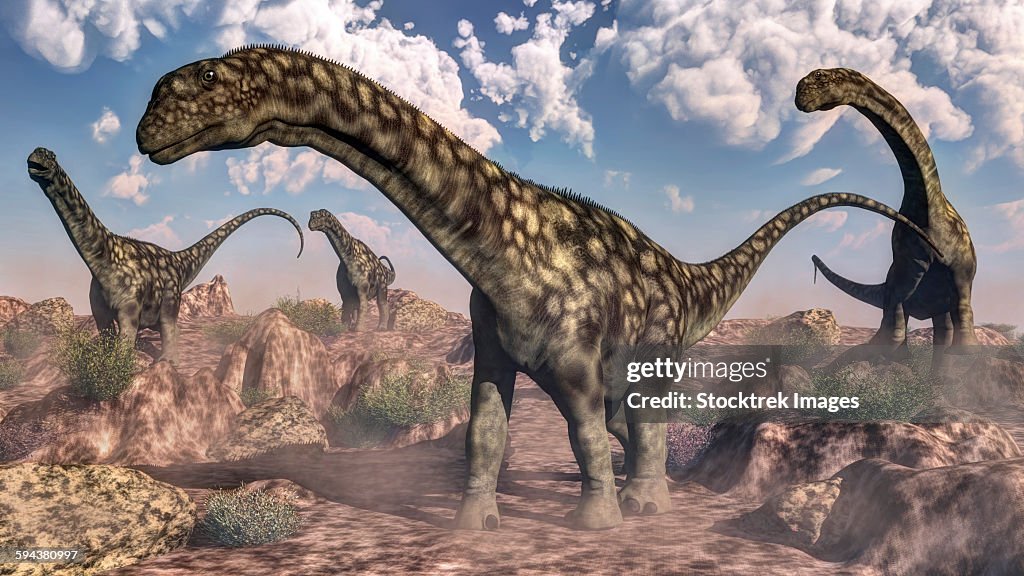 Argentinosaurus dinosaurs walking in the rocky desert.