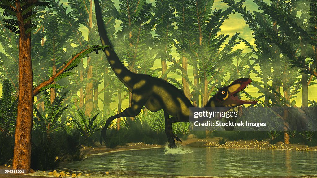 Dilong dinosaur running toward a pond in a pachypteris forest with onychiopsis plants.