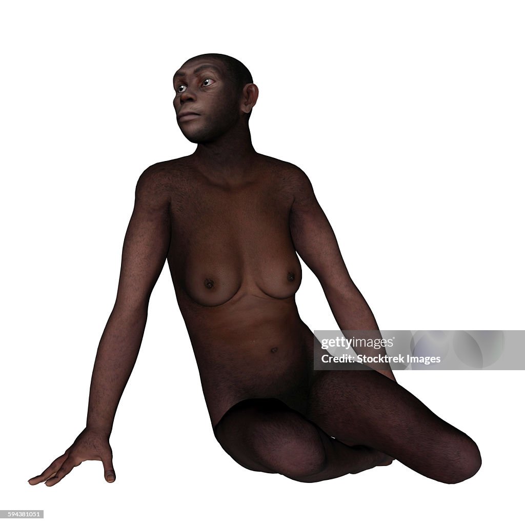Female homo erectus sitting, white background.