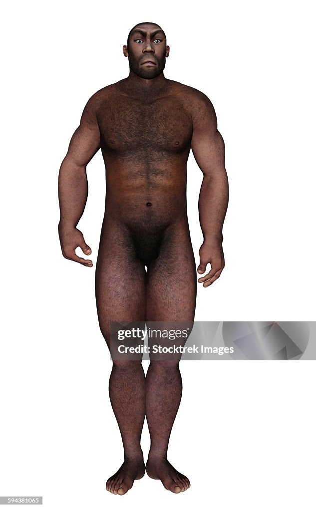 Male homo erectus standing, white background.