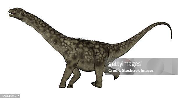 argentinosaurus dinosaur isolated on white background. - argentinosaurus stock illustrations