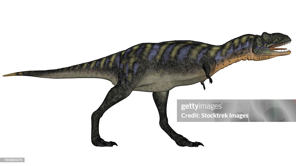 Aucasaurus dinosaur isolated on white background.