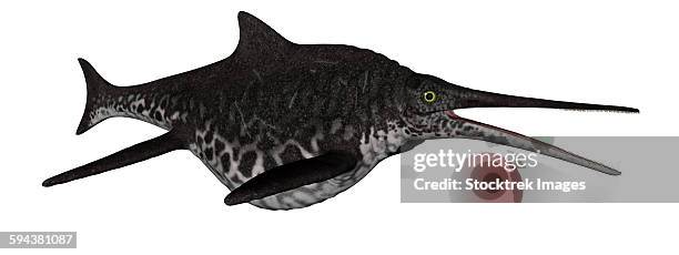 shonisaurus marine reptile fish isolated on white background. - white fish whole stock illustrations