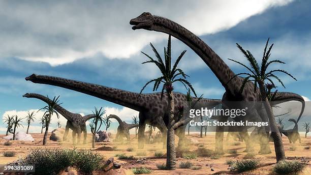 stockillustraties, clipart, cartoons en iconen met a herd of diplodocus dinosaurs walking in a desert landscape with williamsonia trees. - trias