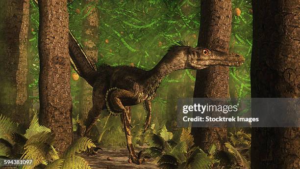 velociraptor dinosaur stands alert in an araucaria tree forest. - dromaeosauridae点のイラスト素材／クリップアート素材／マンガ素材／アイコン素材