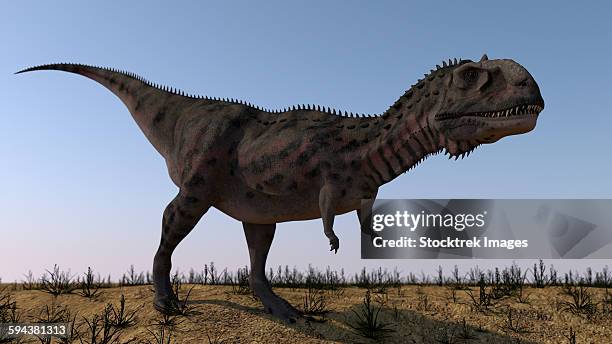 majungasaurus in a barren environment. - megalosaurus stock illustrations