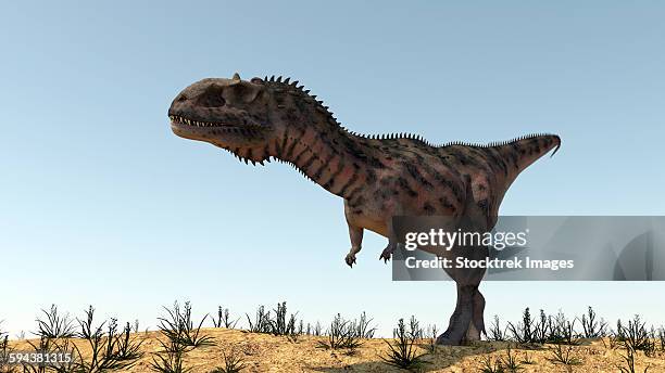 majungasaurus in a barren environment. - megalosaurus stock illustrations