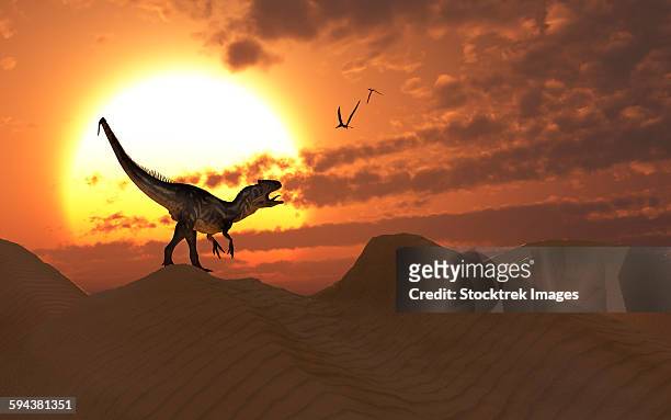 a carnivorous allosaurus calling out across a desert landscape. - allosaurus stock illustrations