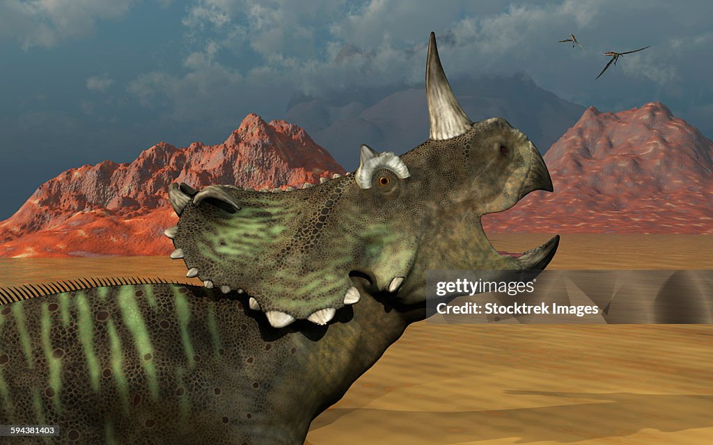 A lone Centrosaurus dinosaur calling out to find its herd.