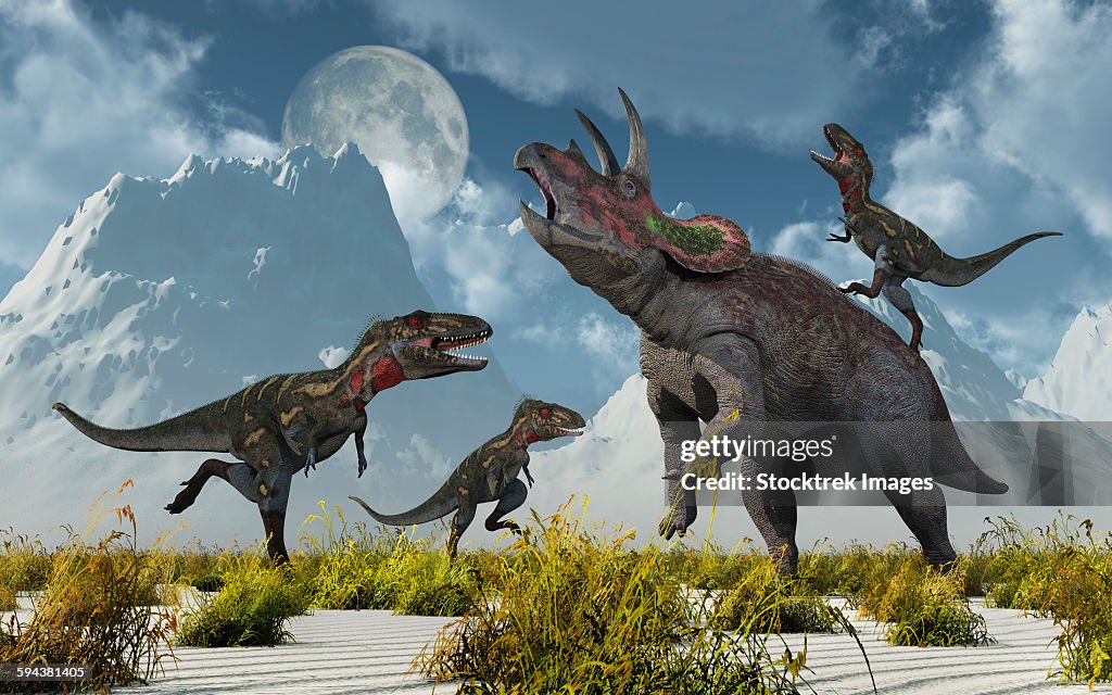 A pack of carnivorous Nanotyrannus dinosaurs attacking a lone Triceratops during the Cretaceous Period.
