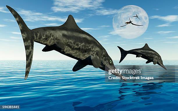 a pair of stenopterygius ichthyosaurs jumping out of the water. - morphology stock illustrations