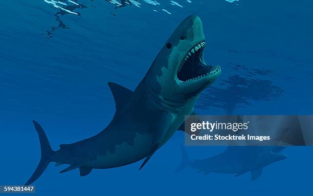 stockillustraties, clipart, cartoons en iconen met a giant megalodon shark during the cenozoic era of time. - in het water levend