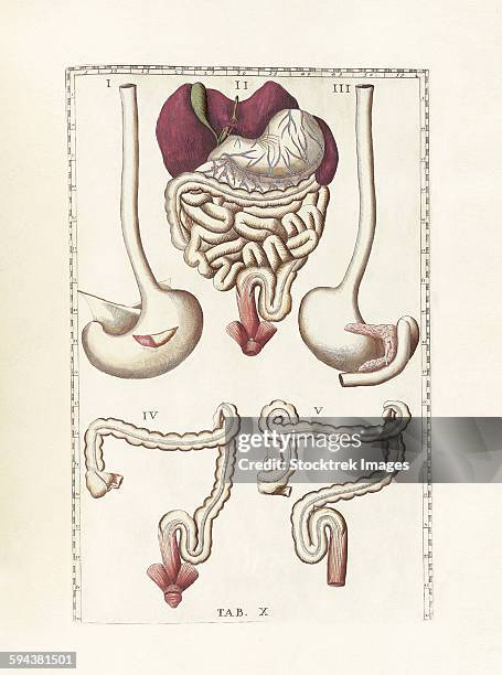 ilustrações de stock, clip art, desenhos animados e ícones de the science of human anatomy by bartholomeo eustachi. - cólon descendente