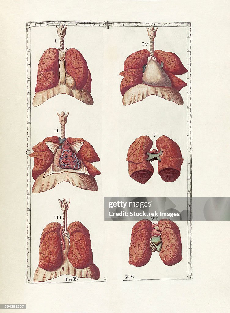 The science of human anatomy by Bartholomeo Eustachi.