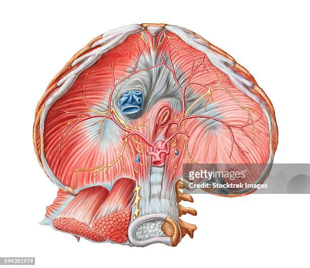 abdominal surface of diaphragm through abdomen (organs removed). - tendon stock illustrations