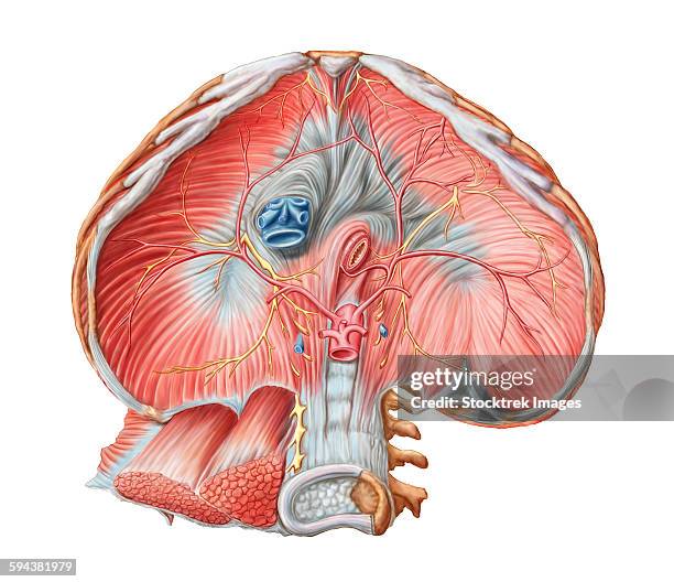 abdominal surface of diaphragm through abdomen (organs removed). - descending aorta stock illustrations