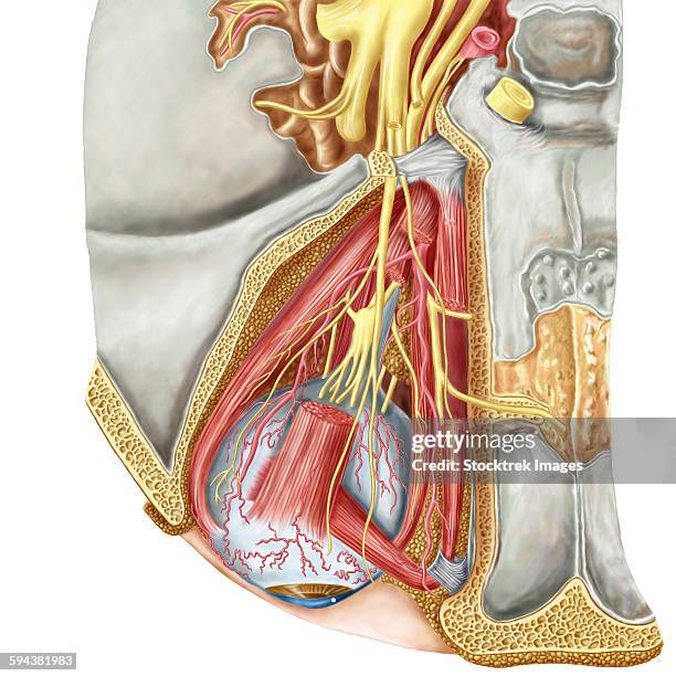 stockillustraties, clipart, cartoons en iconen met orbital cut showing abducent nerve with ciliary ganglion and oculomotor nerve. - hersenvliezen