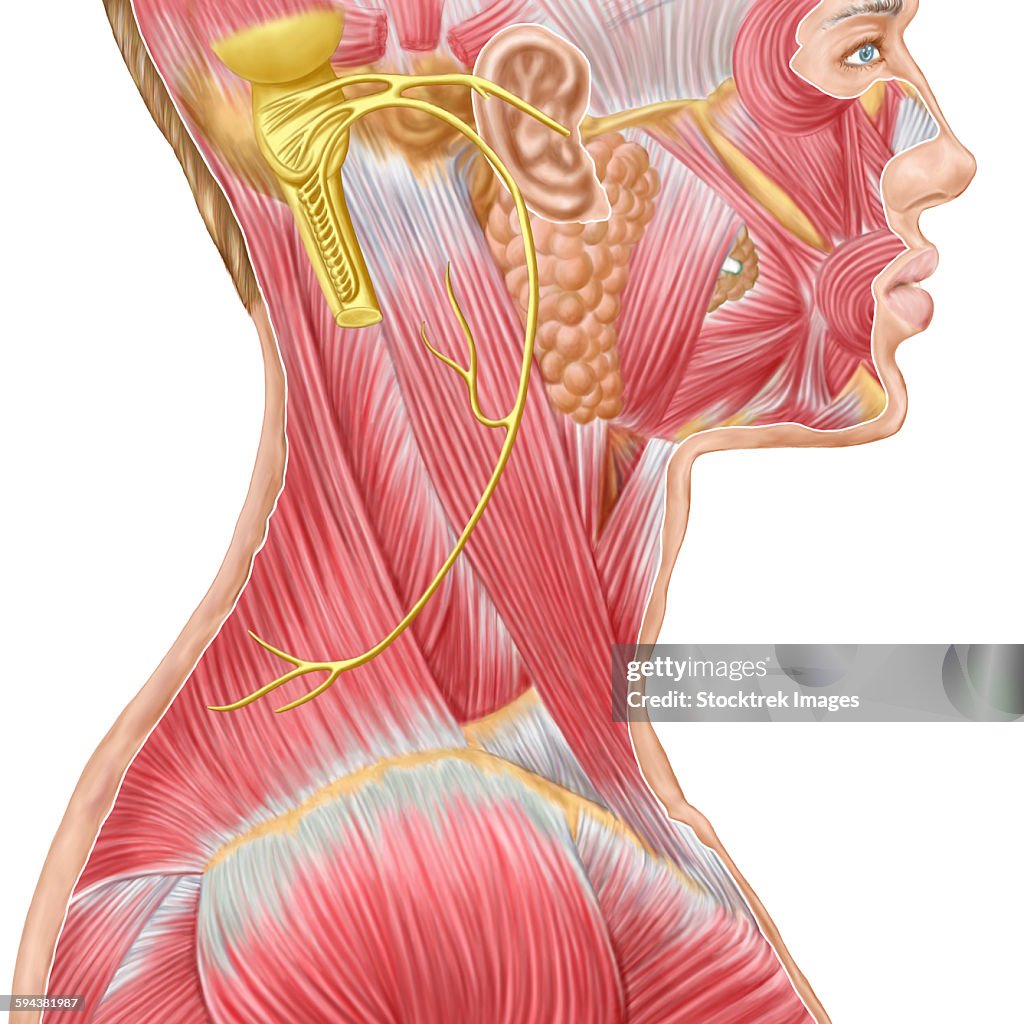 Extra Accessory Muscle Accessory Muscles Respiratory Muscle Function In The Newborn: A