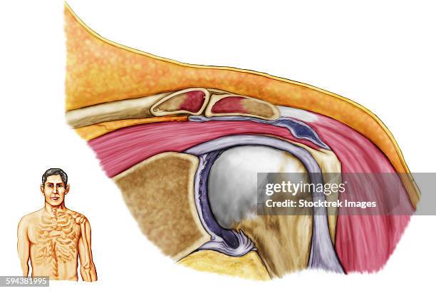 Shoulder Stack Anatomy Of Shoulder Stock-Fotos und Bilder - Getty Images
