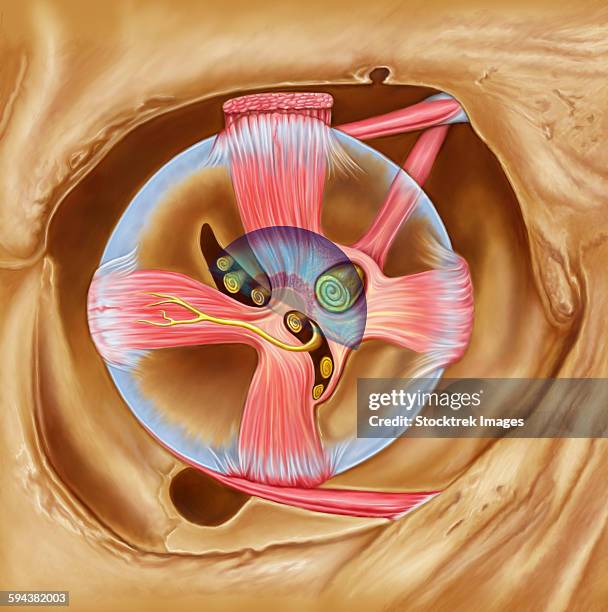 abducent nerve in the orbit with lateral rectus muscle. - neuroanatomy stock illustrations