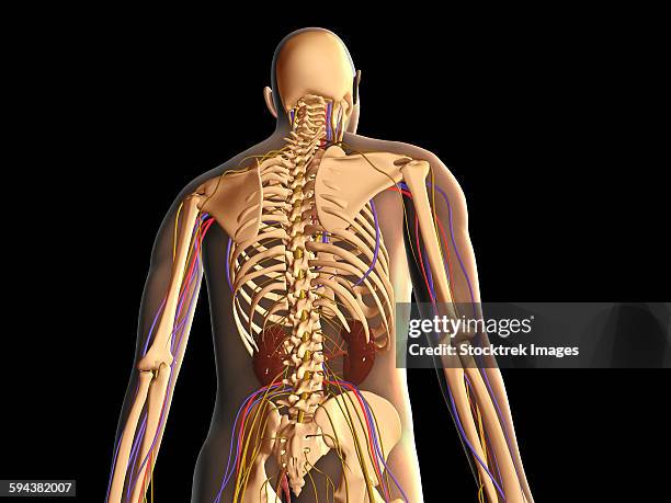 transparent rear view of human body showing skeleton, kidney and nervous system. - plexus lumbalis stock-grafiken, -clipart, -cartoons und -symbole