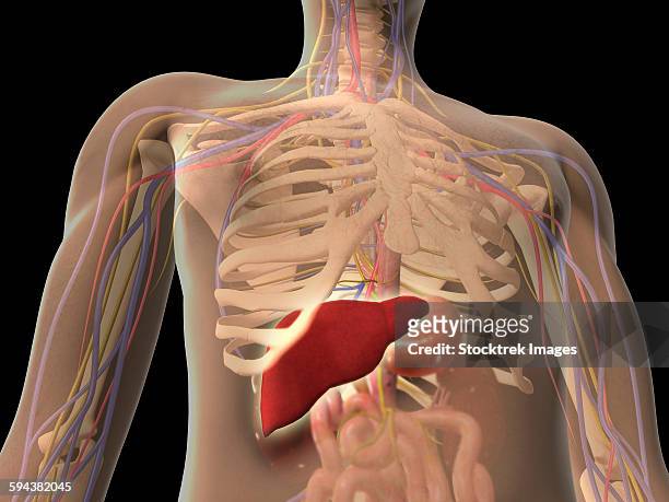 ilustrações, clipart, desenhos animados e ícones de transparent view of human torso showing liver. - central nervous system