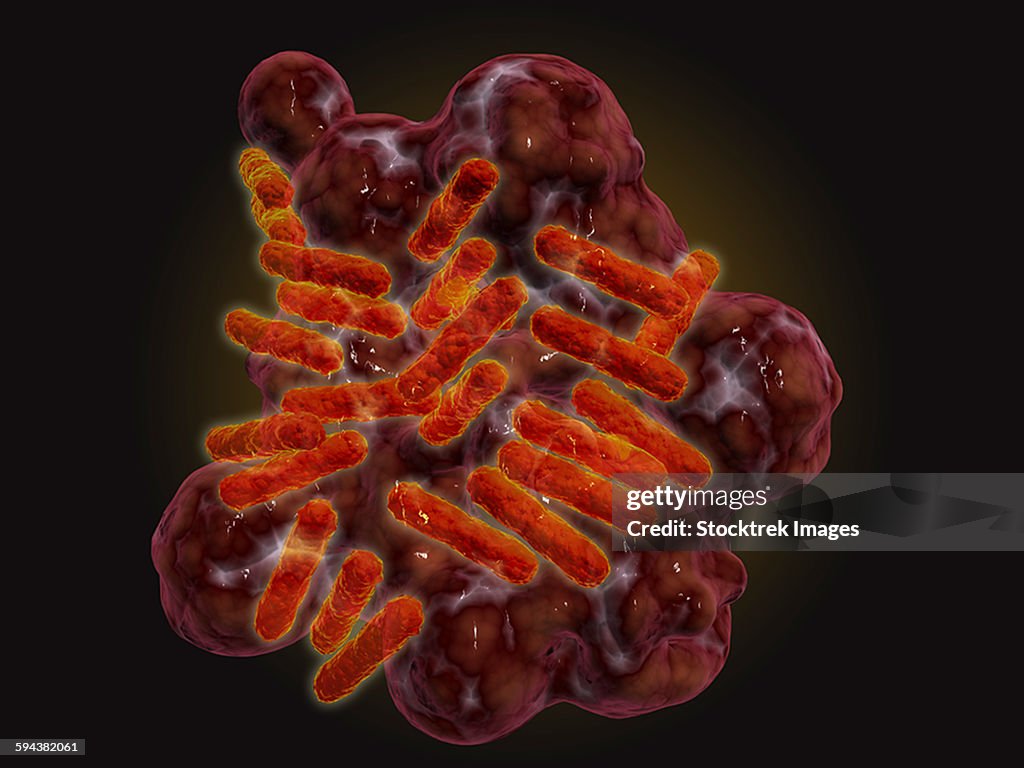 Microscopic view of Rickettsia.