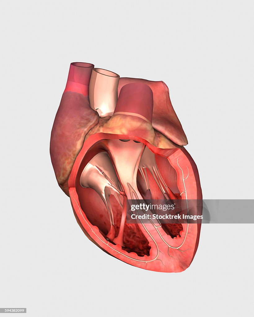 Heart valves showing pulmonary valve, mitral valve and tricuspid.