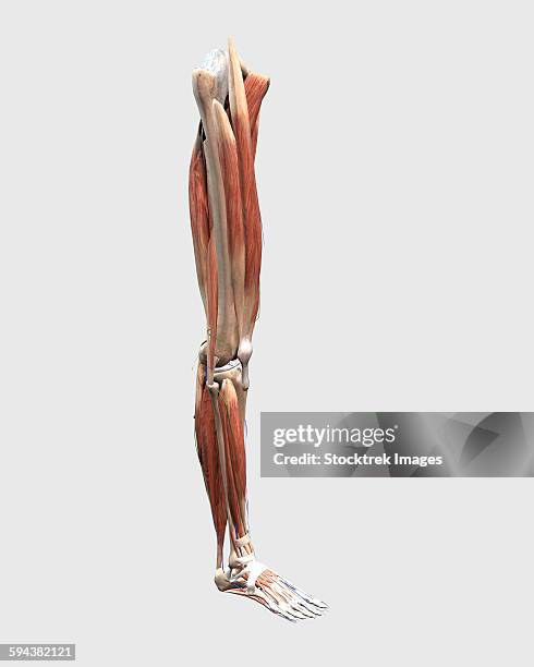 medical illustration of human leg muscles, bones and joints. - hamstring anatomy stock illustrations