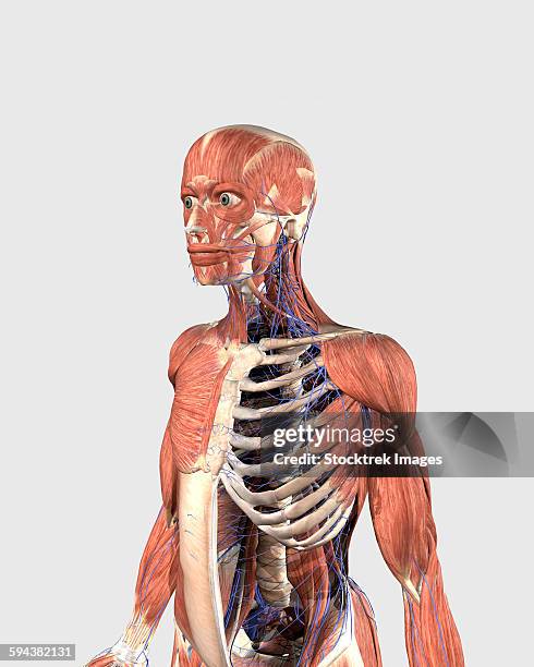 human upper body showing muscle parts, axial skeleton and veins. - rib cartilage stock illustrations