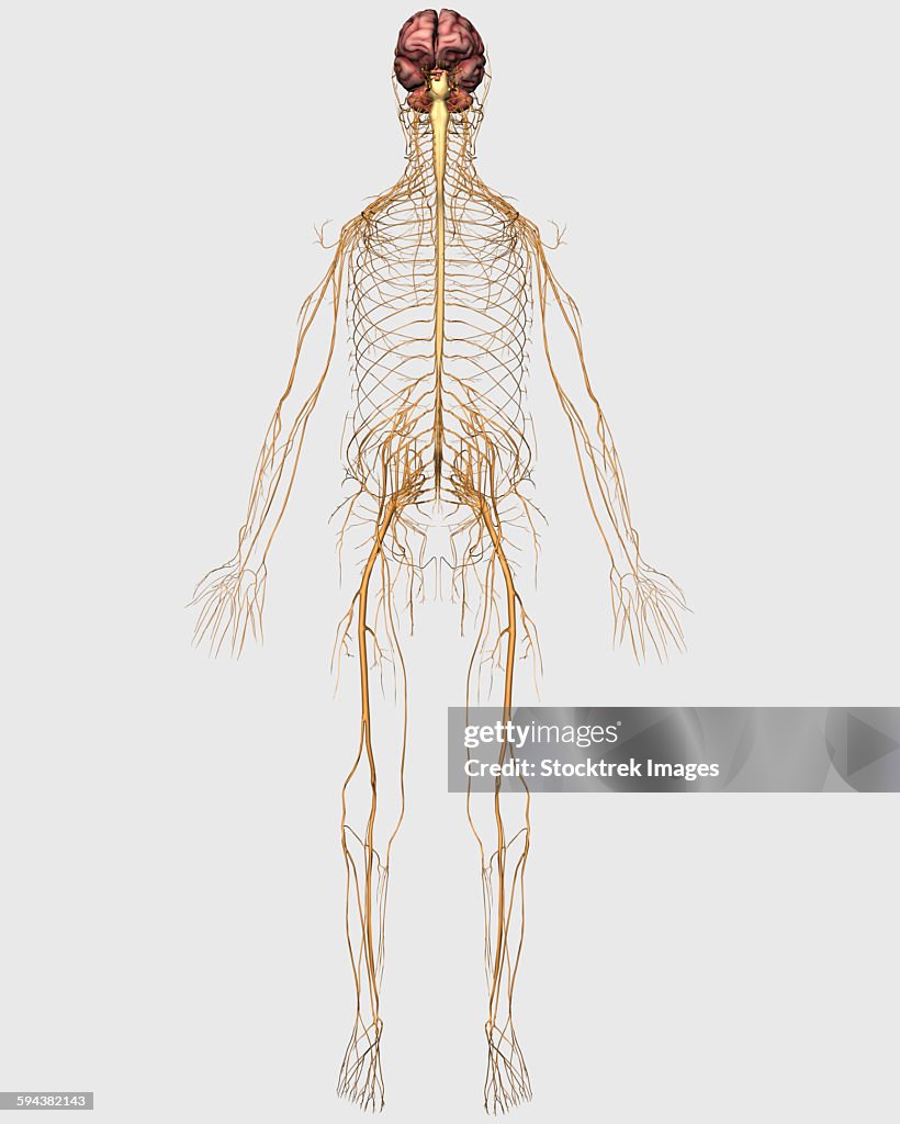 Medical illustration of peripheral nervous system with brain.
