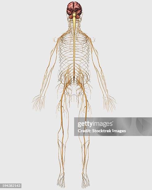 ilustrações de stock, clip art, desenhos animados e ícones de medical illustration of peripheral nervous system with brain. - ciática