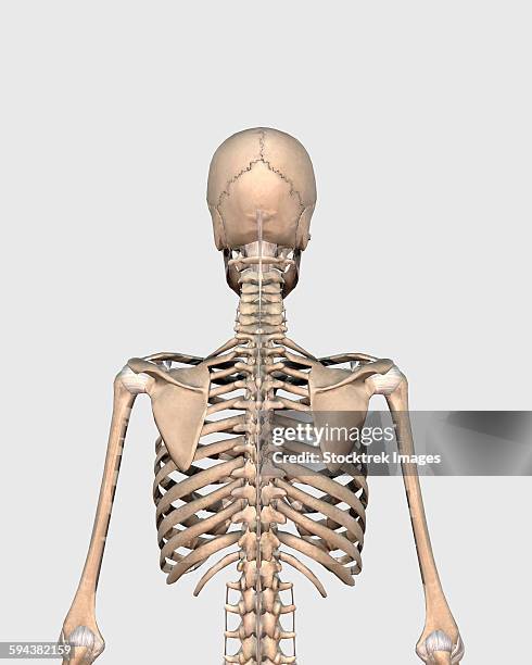 Floating Rib Men Floating Rib Photos and Premium High Res Pictures - Getty Images