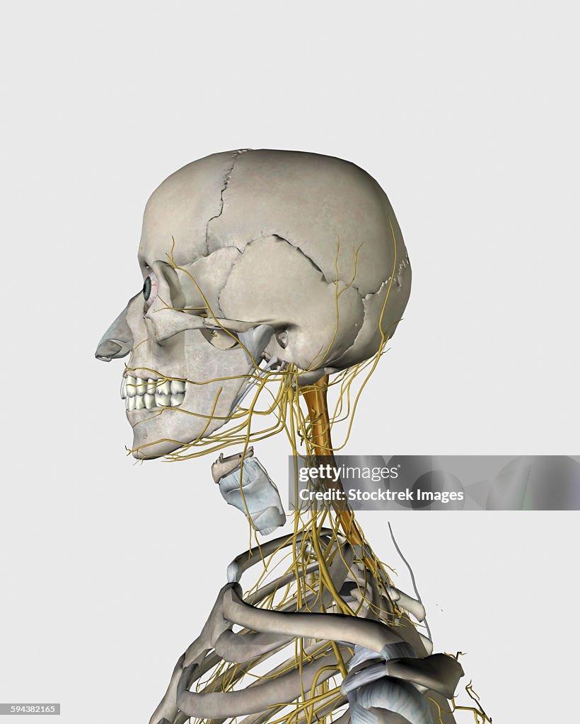 Medical illustration showing thyroid cartilage and nerves around human neck and head area.