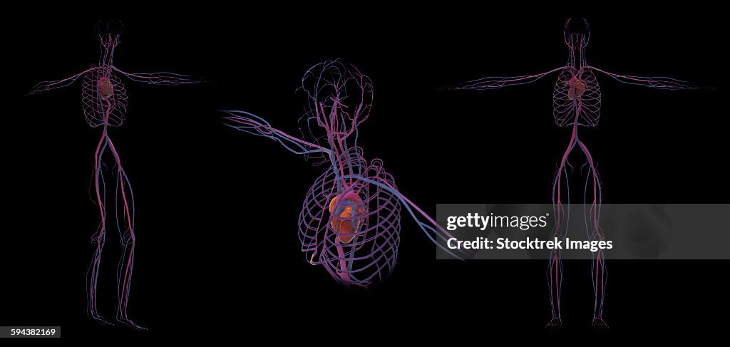3D rendering of human circulatory system.