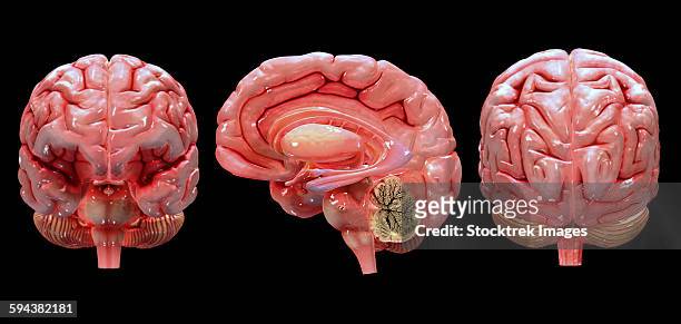 stockillustraties, clipart, cartoons en iconen met 3d rendering of human brain. - temporal lobe