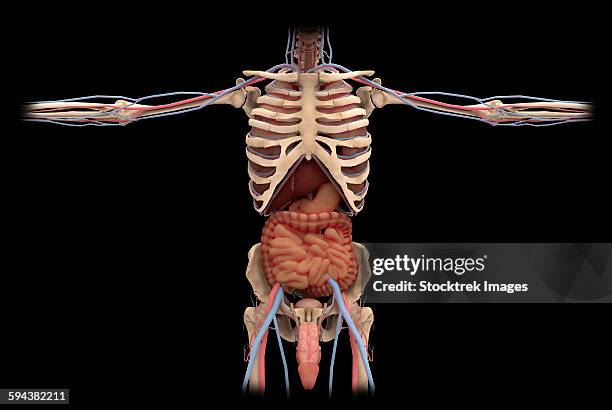 Floating Rib Men 194 Floating Rib Stock Photos, High-Res Pictures, and Images - Getty Images