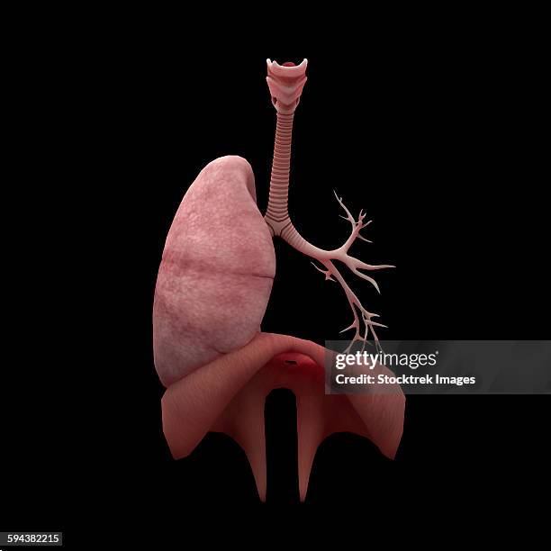 3d rendering of human lungs with respiratory tree and diaphragm. - zwerchfell stock-grafiken, -clipart, -cartoons und -symbole
