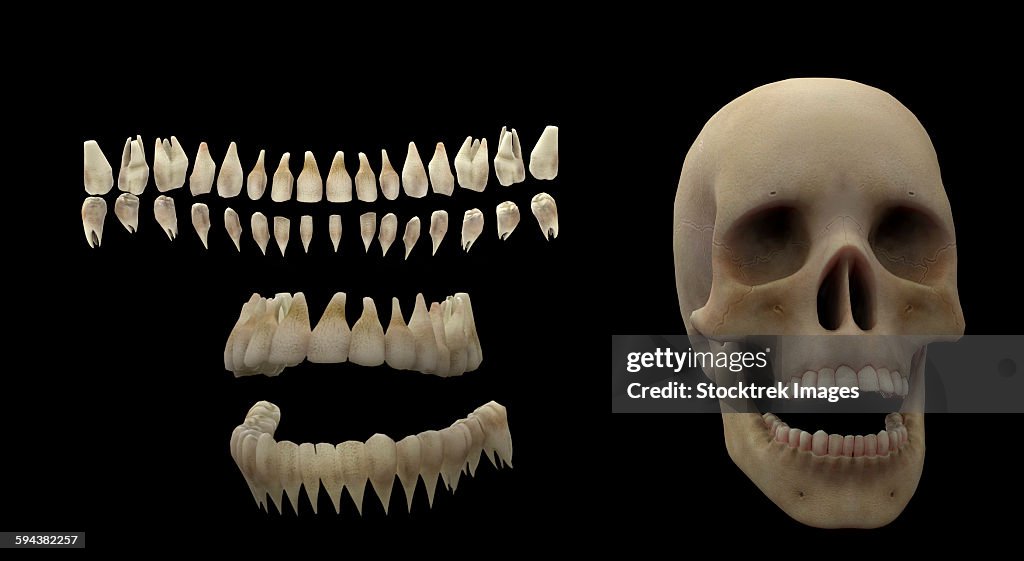 3D rendering of human teeth and skull.