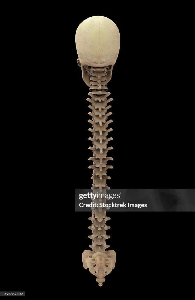 3D rendering of human vertebral column, rear view.